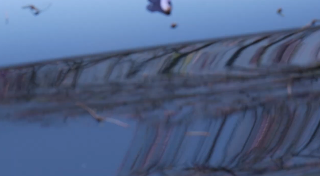 Julian Hou - Passionate Daylight